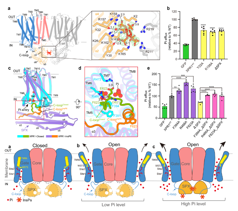 人体磷酸盐转运和调控机制揭示