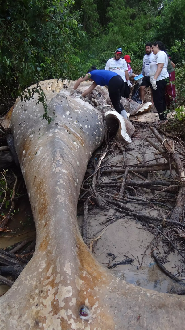 8米长10吨重的座头鲸 神秘现身亚马逊丛林!(图2) 8米长10吨重的座头鲸 神秘现身亚马逊丛林!(图2)